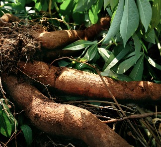 木薯奶茶热潮:口感与创新的双赢(图5) 木薯奶茶热潮:口感与创新的双赢(图5)