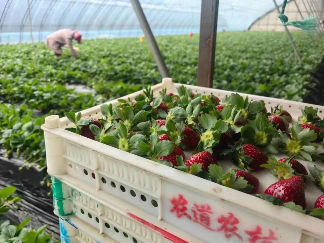 300元一斤，“水果界爱马仕”换人了(图3)