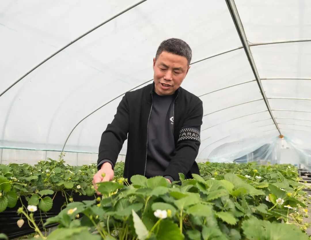 300元一斤，“水果界爱马仕”换人了(图4)