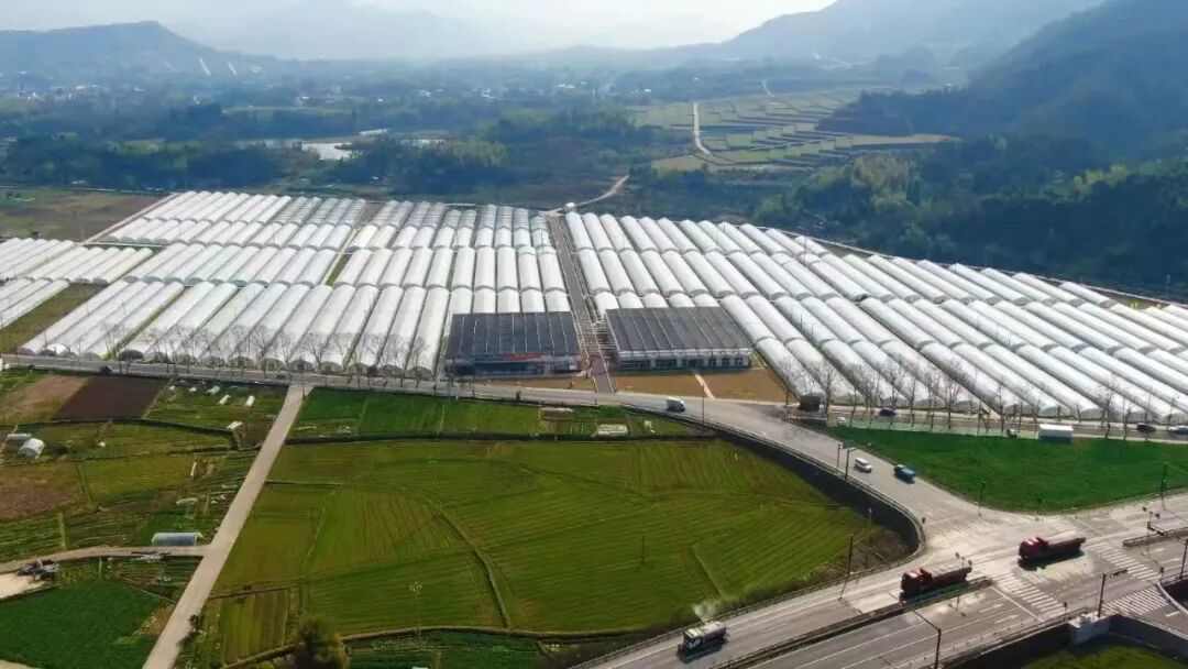 300元一斤，“水果界爱马仕”换人了(图7)