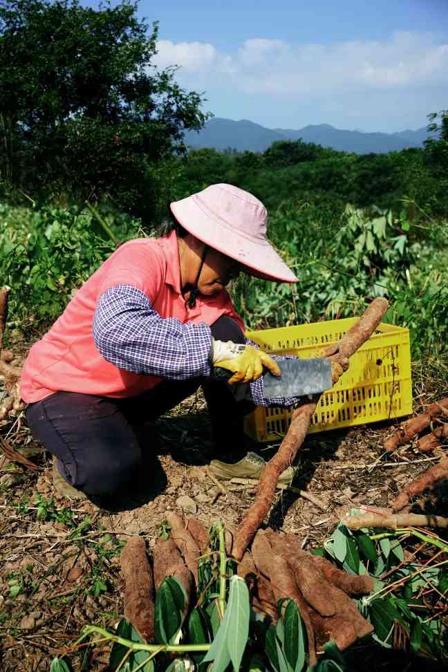 木薯成奶茶界顶流小料,口感独特引爆冬季热潮(图9) 木薯成奶茶界顶流小料,口感独特引爆冬季热潮(图9)