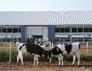 认养一头牛官宣品牌代言人赵丽颖(图2)