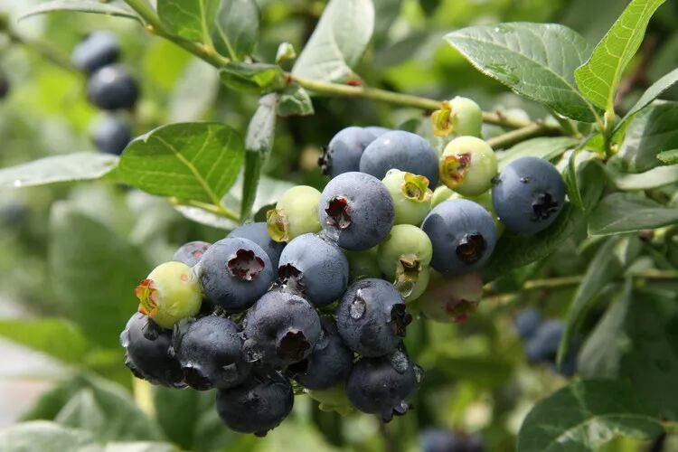 70%消费者转向植物色素 天然色成为趋势(图7) 70%消费者转向植物色素 天然色成为趋势(图7)