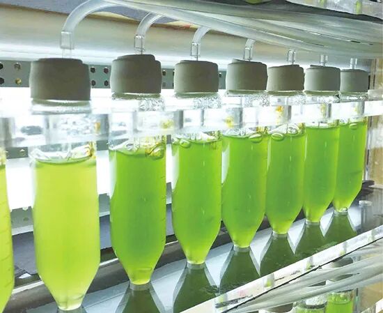 70%消费者转向植物色素 天然色成为趋势(图6) 70%消费者转向植物色素 天然色成为趋势(图6)