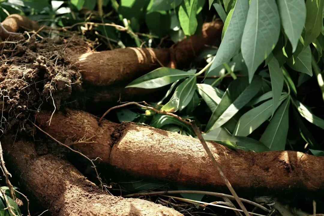 吃起来“哏啾啾”的木薯，被奶茶带火了(图2)