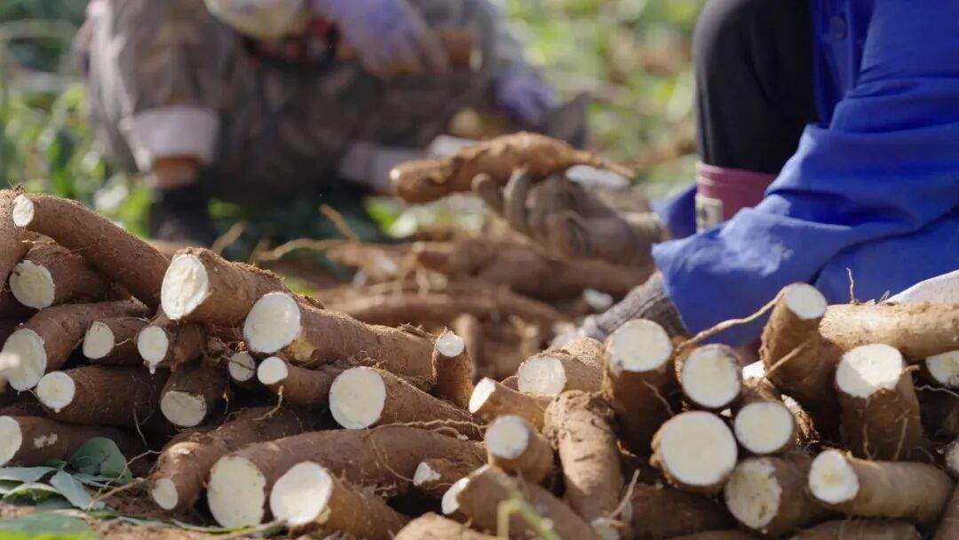 吃起来“哏啾啾”的木薯，被奶茶带火了(图5)