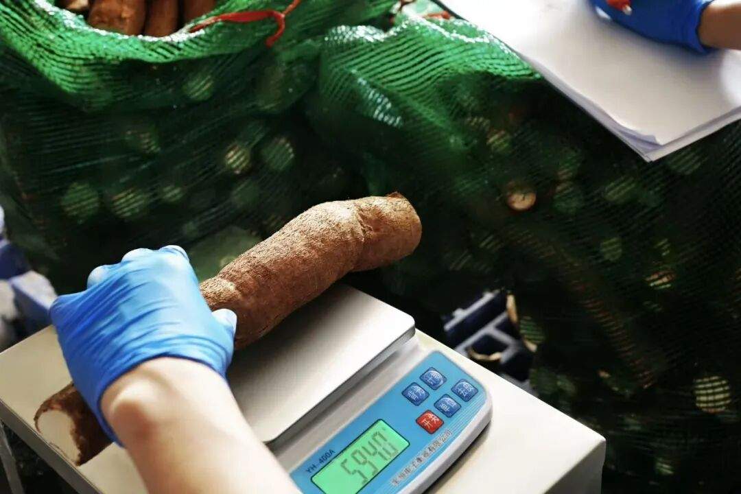 吃起来“哏啾啾”的木薯，被奶茶带火了(图6)