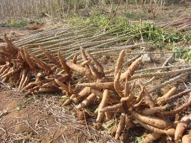 为了这颗小料，奶茶店要打起来了！(图7)