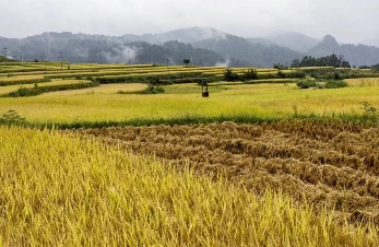 为什么中国人一听到“糯叽叽”，就走不动道？(图15)