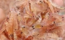 知名品牌疑似造假,主要成分含量为0(图1) 图片