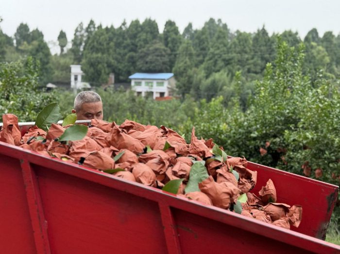 甜了日子，兴了产业！蜜雪柠檬果链起富民路(图2)