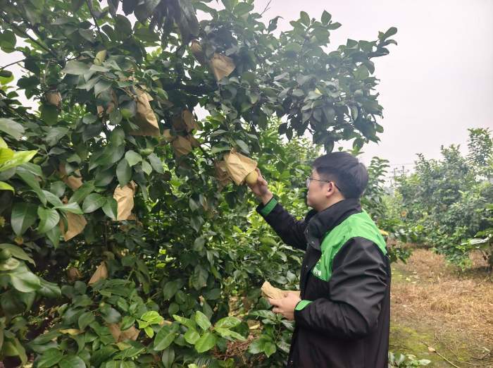 甜了日子，兴了产业！蜜雪柠檬果链起富民路(图1)