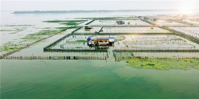 央企品质阳澄湖大闸蟹匠心养殖，金师傅二十年坚守铸就卓越品质(图1)