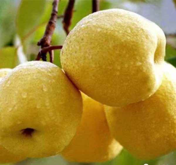 砀山梨的千年传奇：从春秋孔子到现代药用价值全解析(图2)