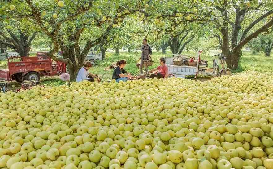 砀山梨的千年传奇：从春秋孔子到现代药用价值全解析(图4)