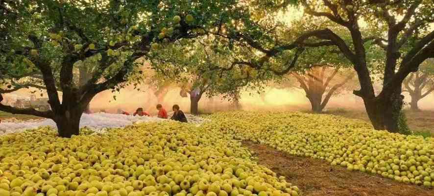 砀山梨的千年传奇：从春秋孔子到现代药用价值全解析(图3)