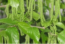 中华龙树改良桑产业助力环境保护与经济发展(图3)