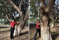 中华龙树改良桑产业助力环境保护与经济发展(图9)