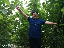 中华龙树改良桑产业助力环境保护与经济发展(图2)