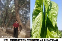 中华龙树改良桑产业助力环境保护与经济发展(图10)