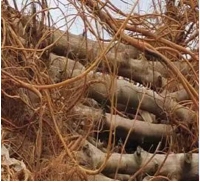 中华龙树改良桑产业助力环境保护与经济发展(图13)