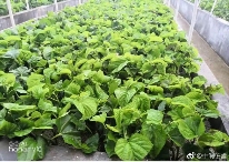 中华龙树改良桑产业助力环境保护与经济发展(图12)