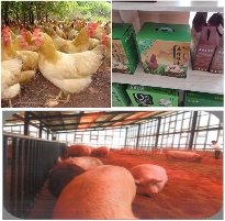 中华龙树改良桑产业助力环境保护与经济发展(图11)