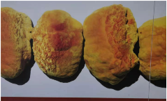 中华龙树改良桑产业助力环境保护与经济发展(图17)