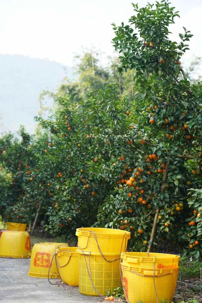 沙糖桔名字由来及挑选技巧，教你如何选购优质沙糖桔(图3)