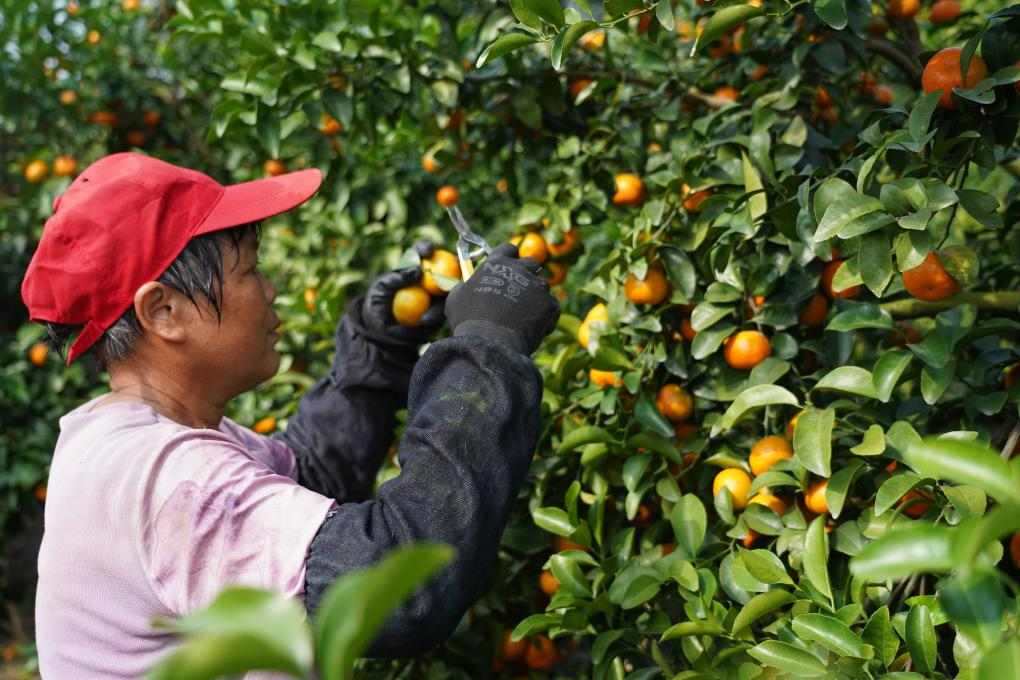 沙糖桔名字由来及挑选技巧，教你如何选购优质沙糖桔(图4)