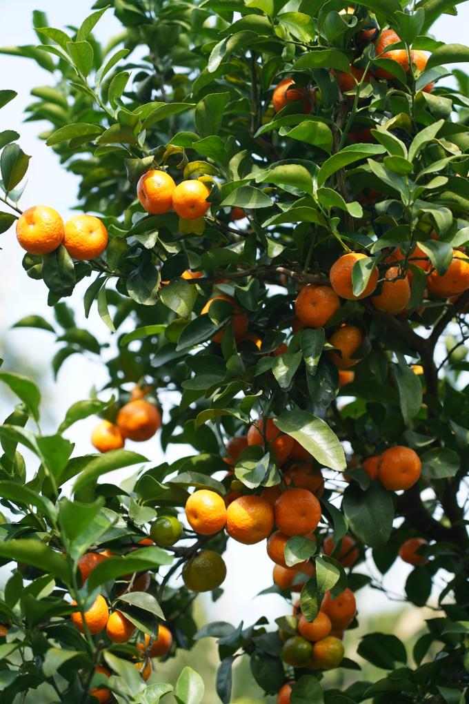 沙糖桔名字由来及挑选技巧，教你如何选购优质沙糖桔(图2)