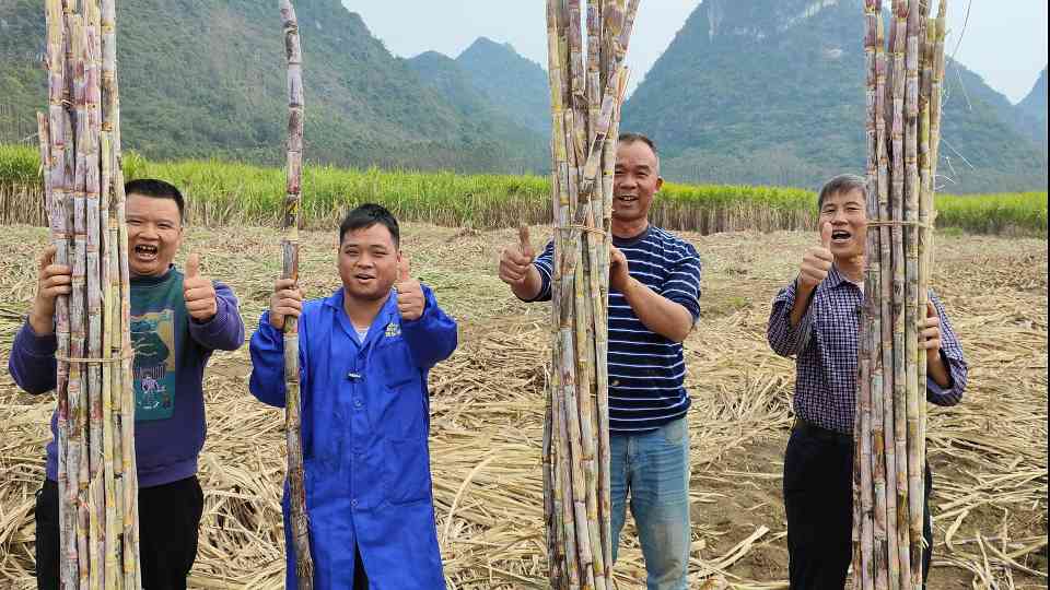 种养循环模式助力甘蔗丰收 农户减投增收实现亿元效益(图1)