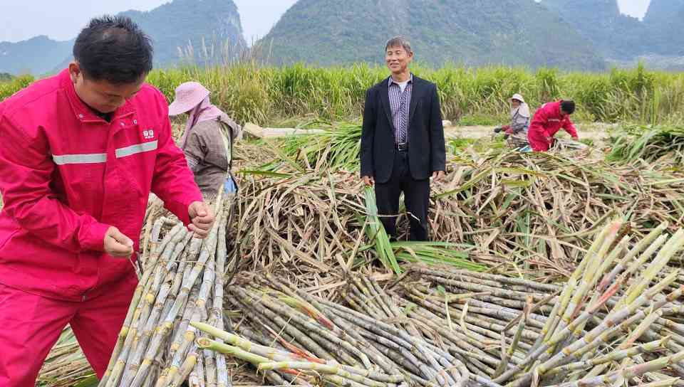 种养循环模式助力甘蔗丰收 农户减投增收实现亿元效益(图2)