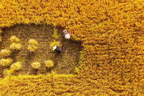 农业产业化转型升级 数字化改造助力粮食企业高质量发展(图2)