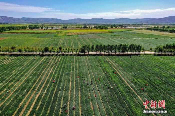 宁夏原州活体蔬菜“鲜”声夺人 冷凉蔬菜产业再升级(图1) 宁夏原州活体蔬菜“鲜”声夺人 冷凉蔬菜产业再升级(图1)