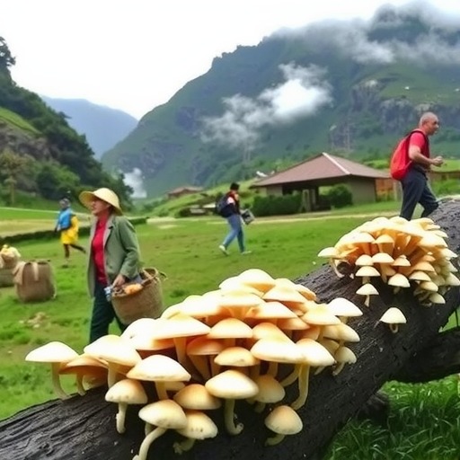 陕西镇巴食用菌产业带动农户增收助力区域经济发展(图1)