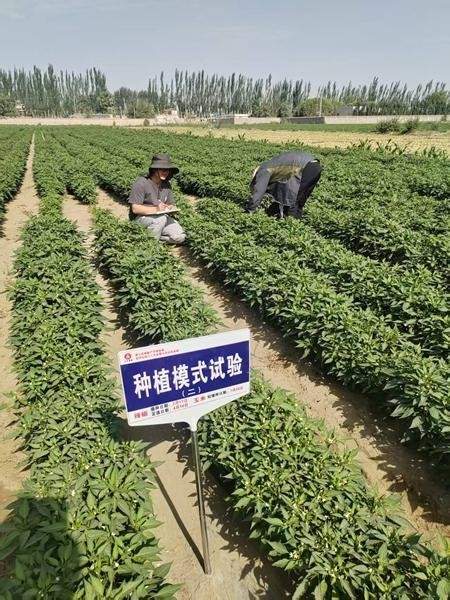 高校师生扎根田野 科技助力乡村振兴(图1)