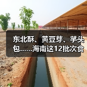 东北酥、黄豆芽、芋头包......海南这12批次食品抽检不合格（图2）