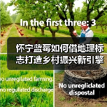 怀宁蓝莓如何借地理标志打造乡村振兴新引擎（图1）