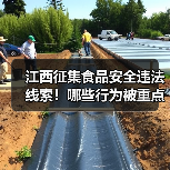江西征集食品安全违法线索!哪些行为被重点整治?(图1) 江西征集食品安全违法线索!哪些行为被重点整治?(图1)