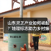 山东灵芝产业如何崛起？地理标志助力乡村振兴政策全解析（图2）