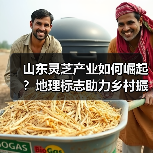 山东灵芝产业如何崛起？地理标志助力乡村振兴政策全解析（图1）