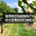 地理标志赋能特色产业 怀宁蓝莓如何打造区域品牌?(图1) 地理标志赋能特色产业 怀宁蓝莓如何打造区域品牌?(图1)