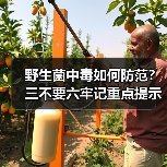 野生菌中毒如何防范？三不要六牢记重点提示（图3）