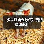 水果打蜡会致癌?真相竟如此!(图1) 水果打蜡会致癌?真相竟如此!(图1)