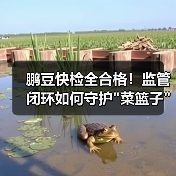 鹏豆快检全合格！监管闭环如何守护