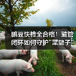 鹏豆快检全合格！监管闭环如何守护