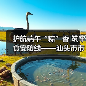 护航端午“粽”香 筑牢食安防线——汕头市市场监管局部门组织开展节前粽子食品安全全链条监管(图2) 护航端午“粽”香 筑牢食安防线——汕头市市场监管局部门组织开展节前粽子食品安全全链条监管(图2)