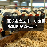 夏收进度过半，小麦机收如何高效推进？（图1）