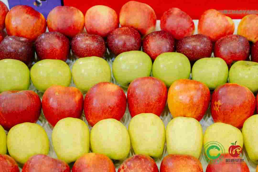 智汇昭通 果领未来-2025中国(昭通)苹果品牌大会暨创新发展论坛在云南昭通隆重举办(图23) 智汇昭通 果领未来-2025中国(昭通)苹果品牌大会暨创新发展论坛在云南昭通隆重举办(图23)